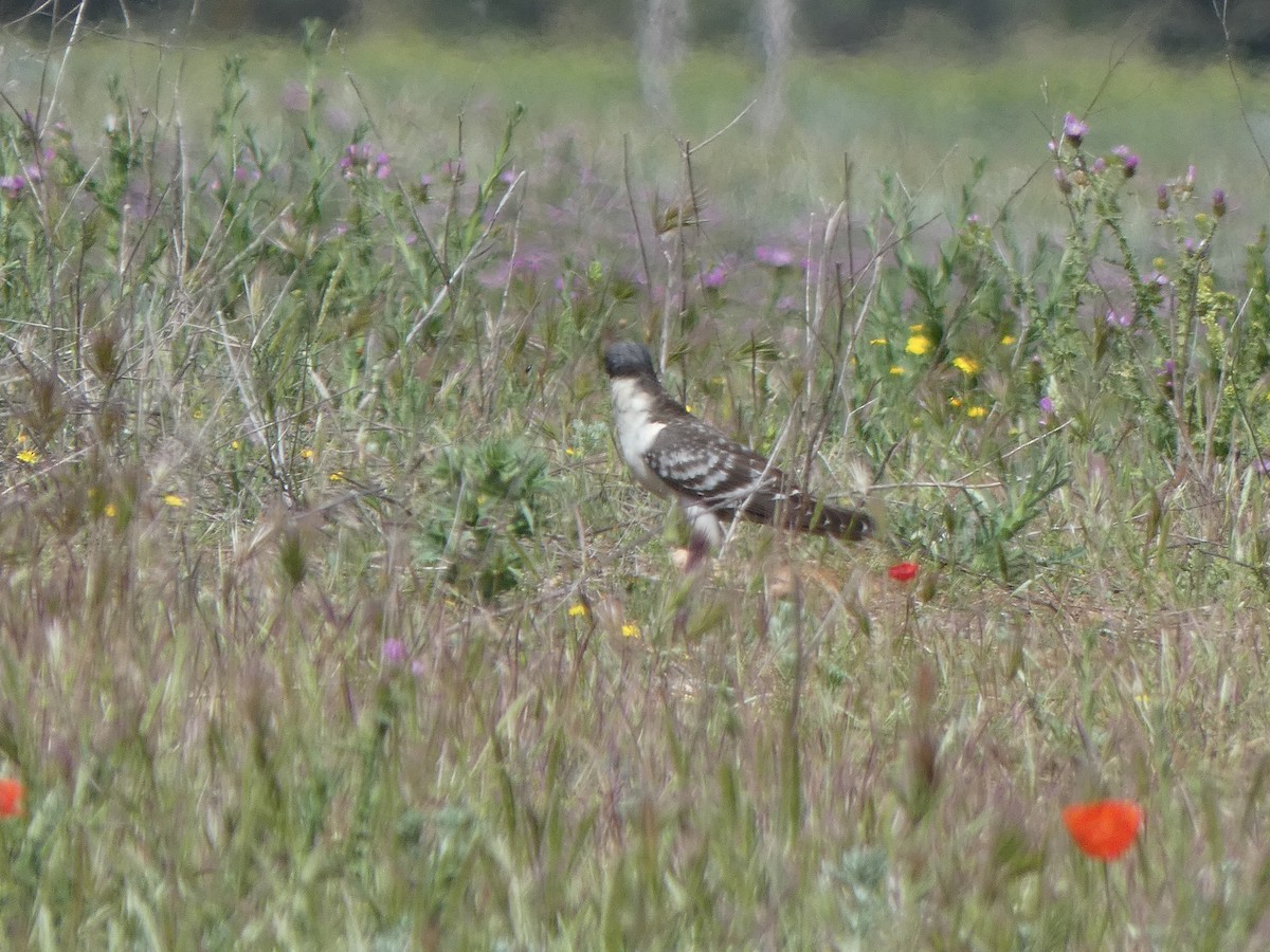 Great Spotted Cuckoo - ML338639811