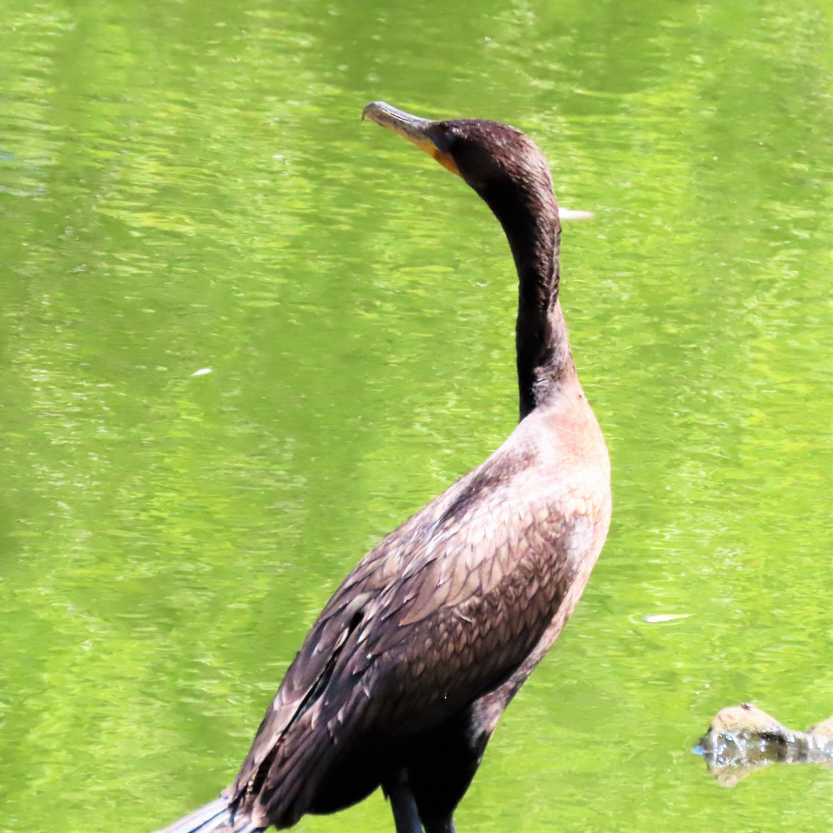 Double-crested Cormorant - Tom Obrock
