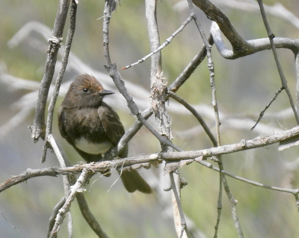 Black Phoebe - ML338643201