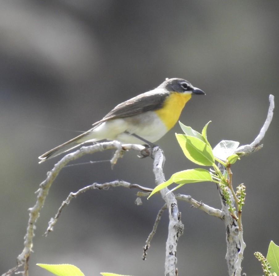 Yellow-breasted Chat - ML338643271