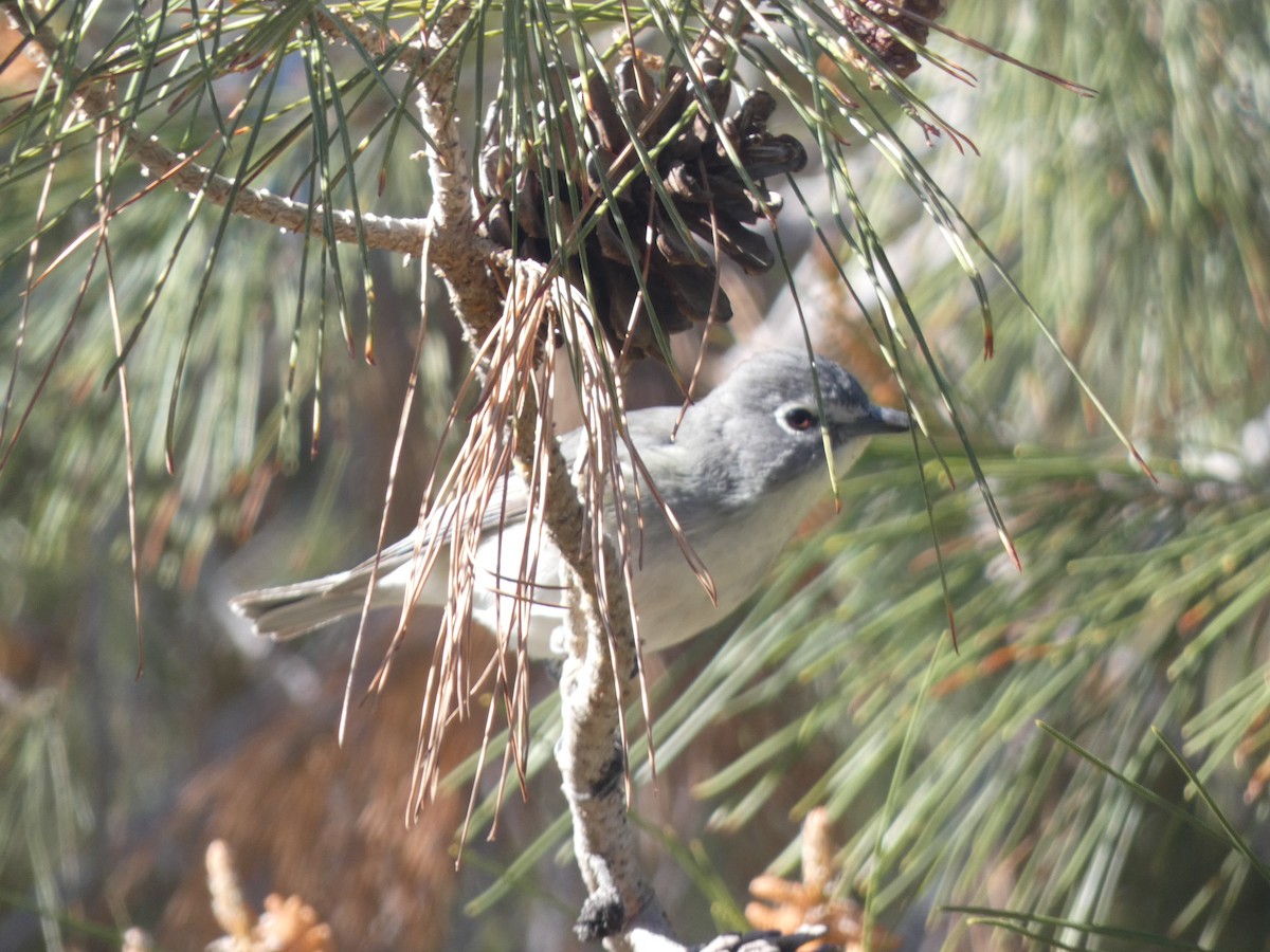 Plumbeous Vireo - Adrian Hinkle