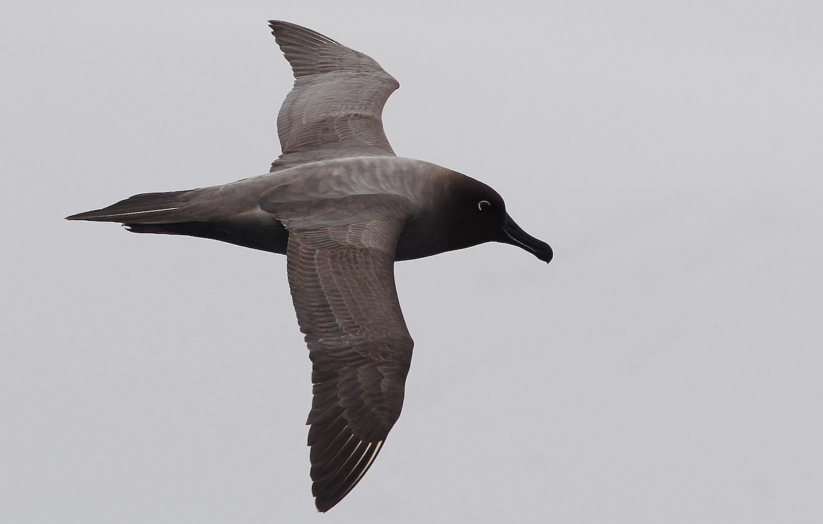 Light-mantled Albatross - ML33864561