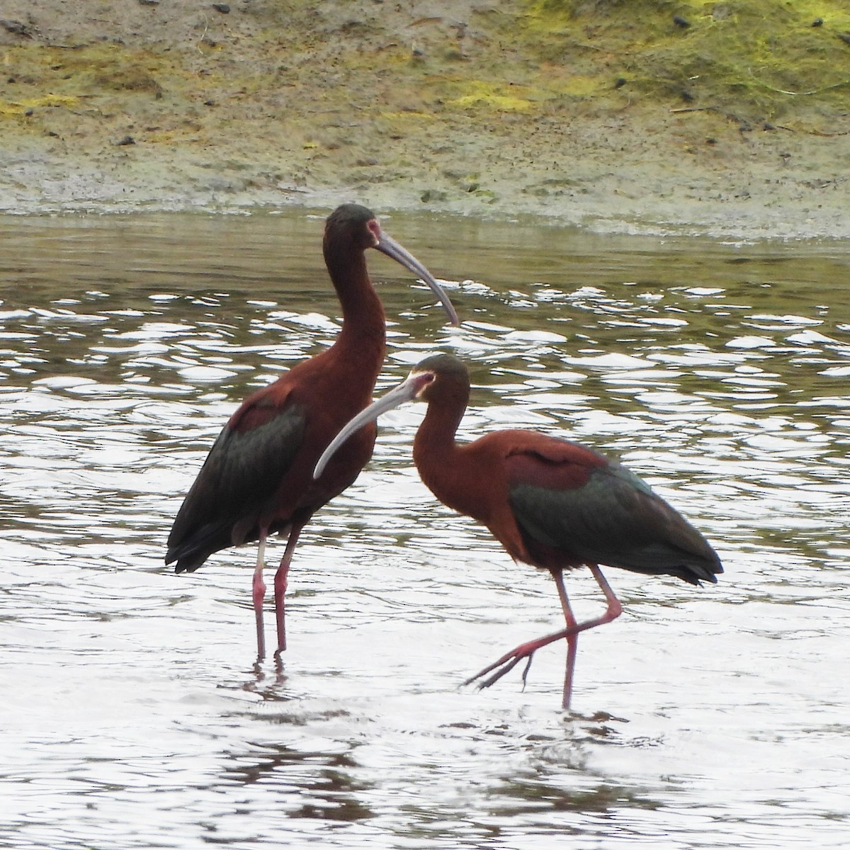 ibis americký - ML338645651