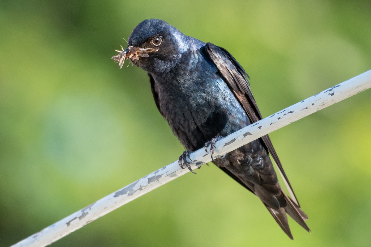 Purple Martin - ML338646201