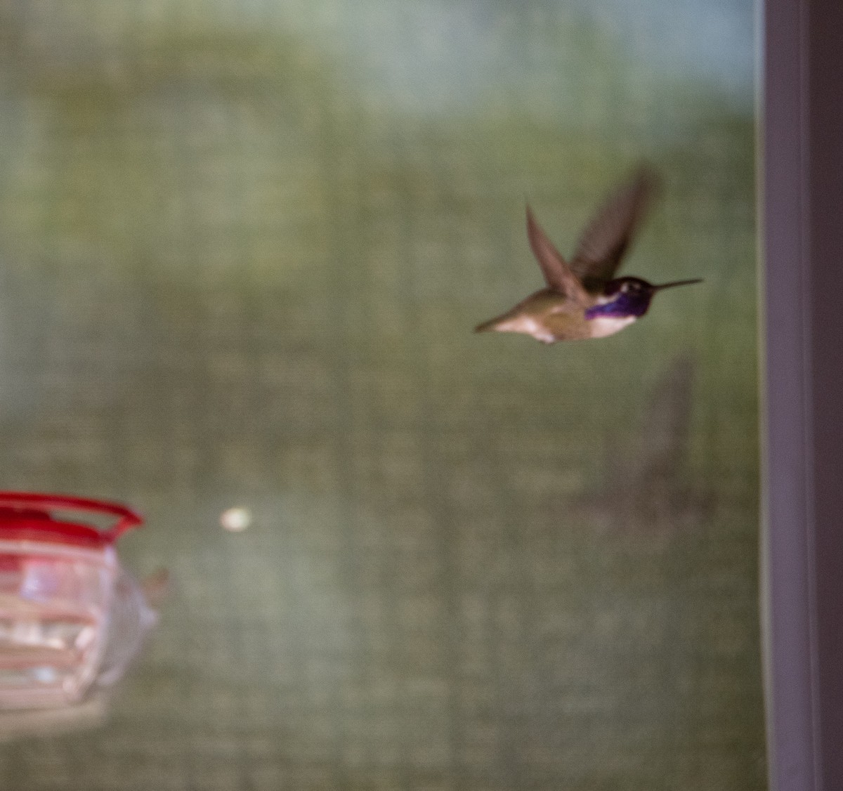 Costa's Hummingbird - ML338646991