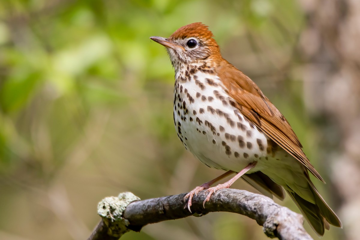 Wood Thrush - Matthew Plante