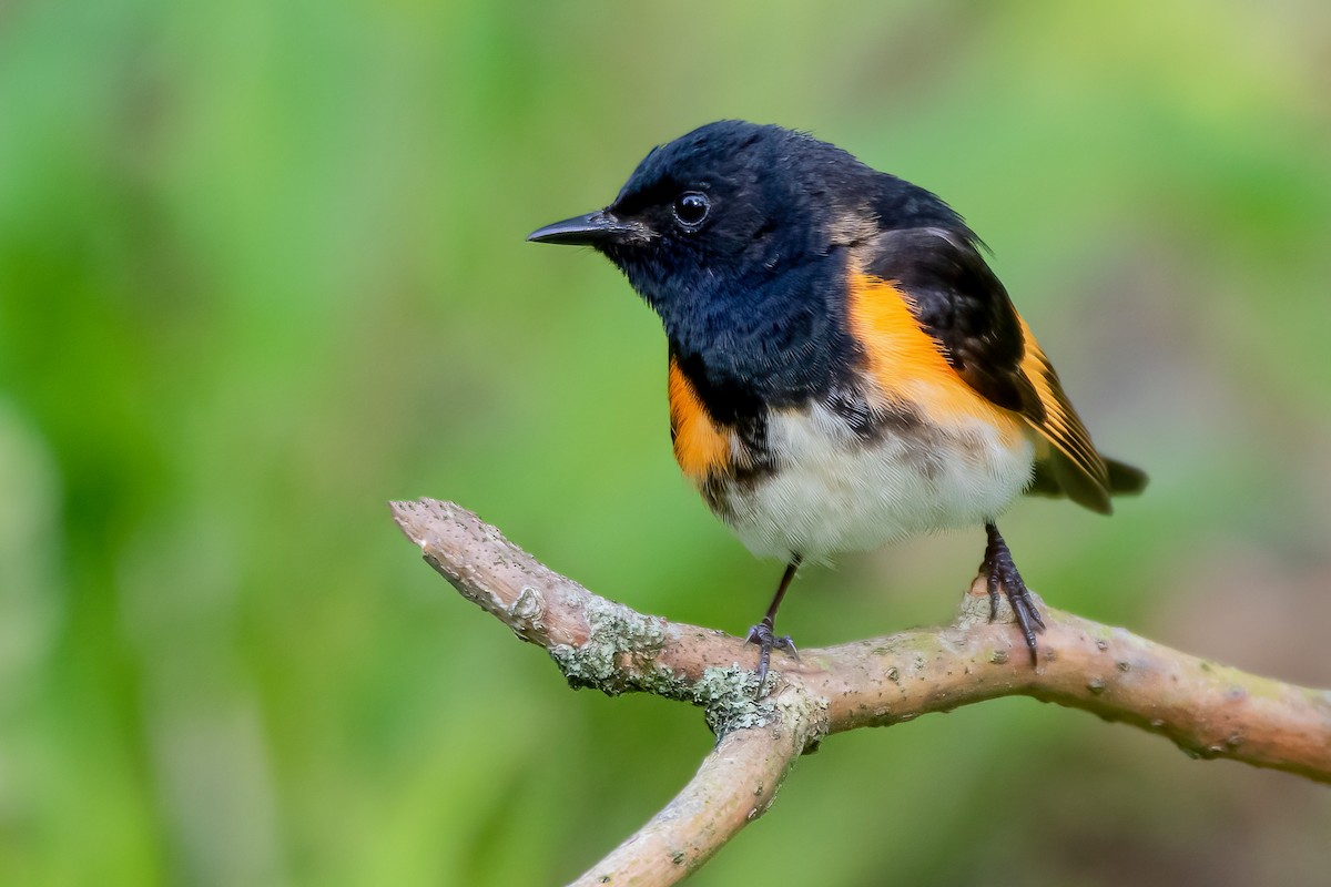 American Redstart - Matthew Plante