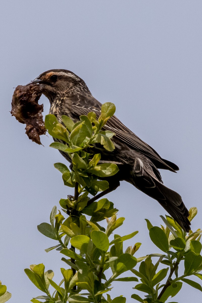 Red-winged Blackbird - ML338647611