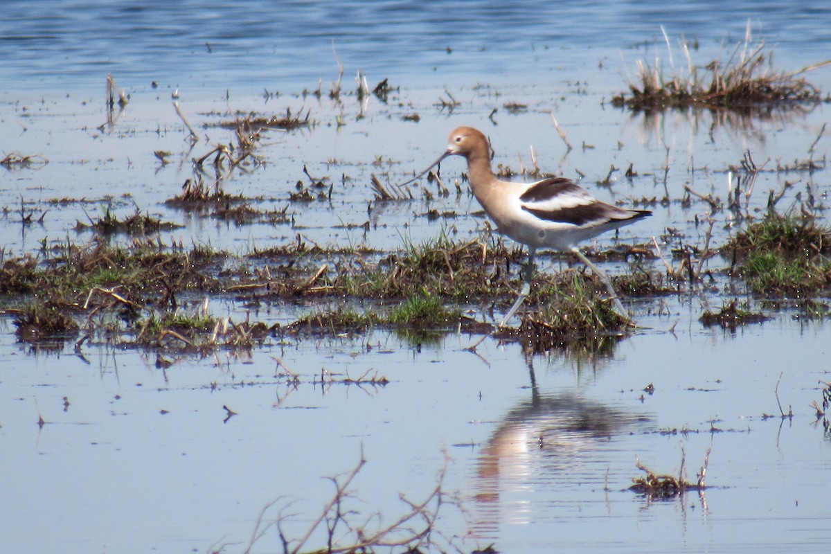 American Avocet - ML338652281