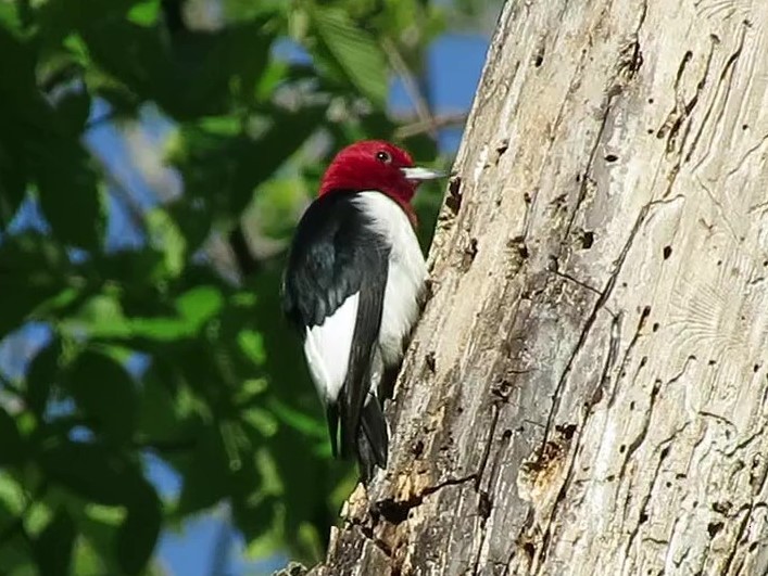 Red-headed Woodpecker - Patricia and Richard Williams