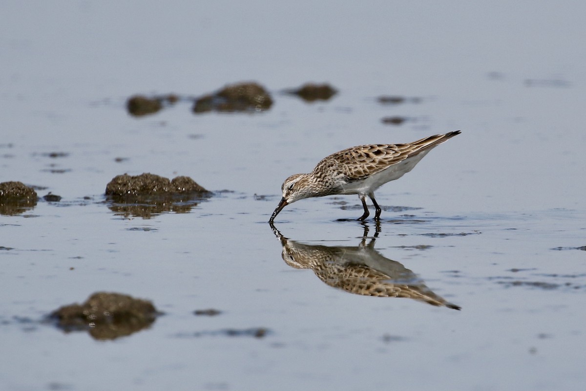 White-rumped Sandpiper - ML338654591