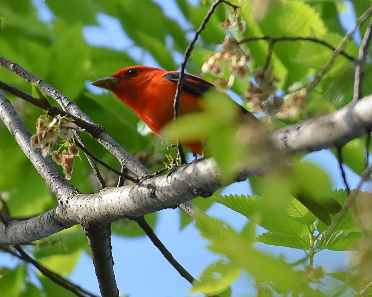 Scarlet Tanager - ML338654691