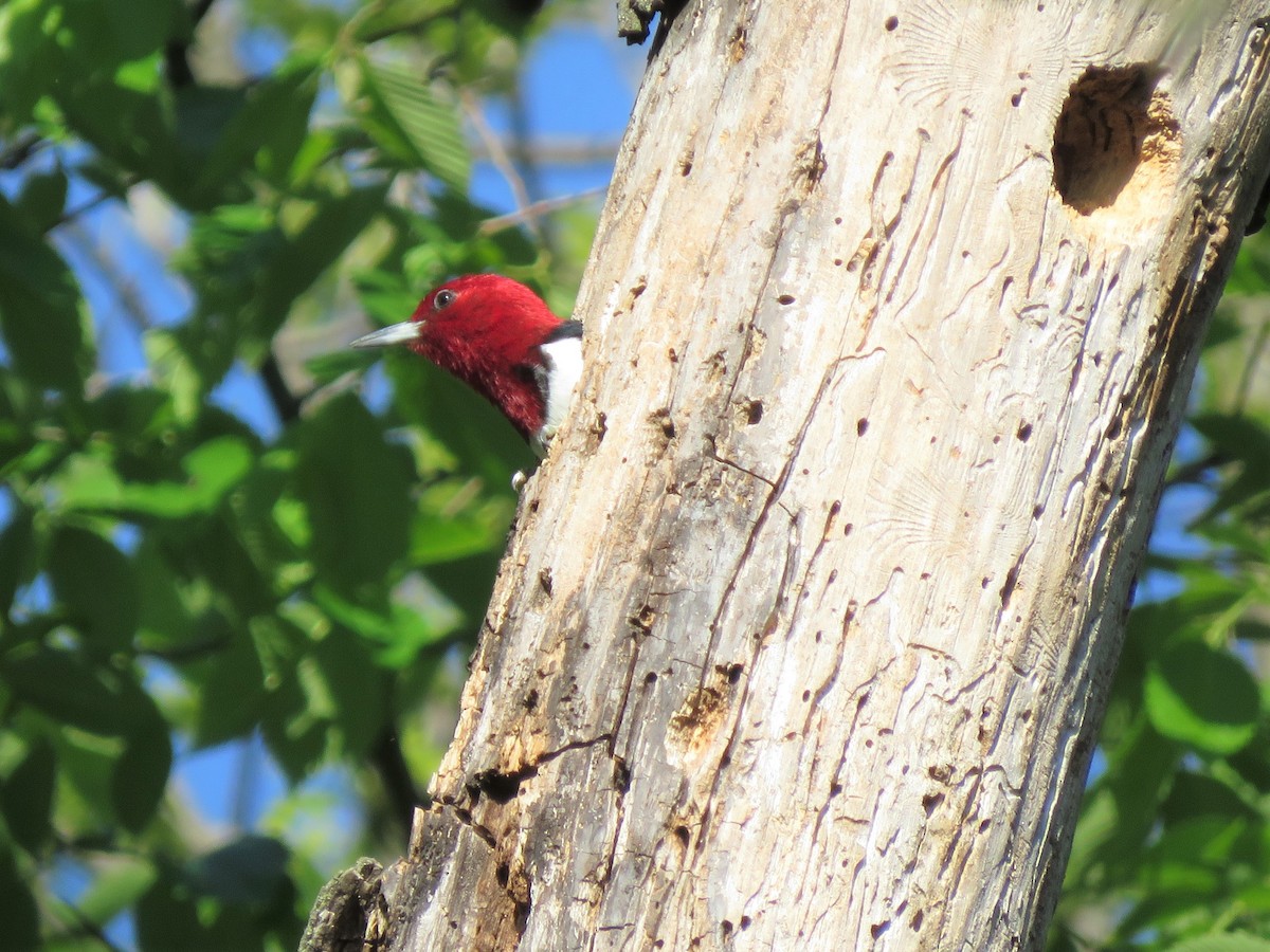 Red-headed Woodpecker - ML338654771