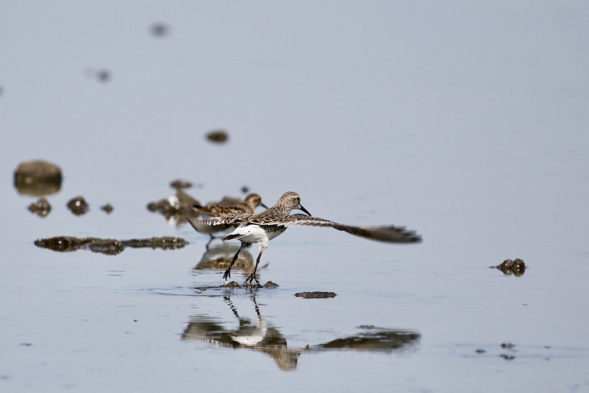 White-rumped Sandpiper - ML338655261