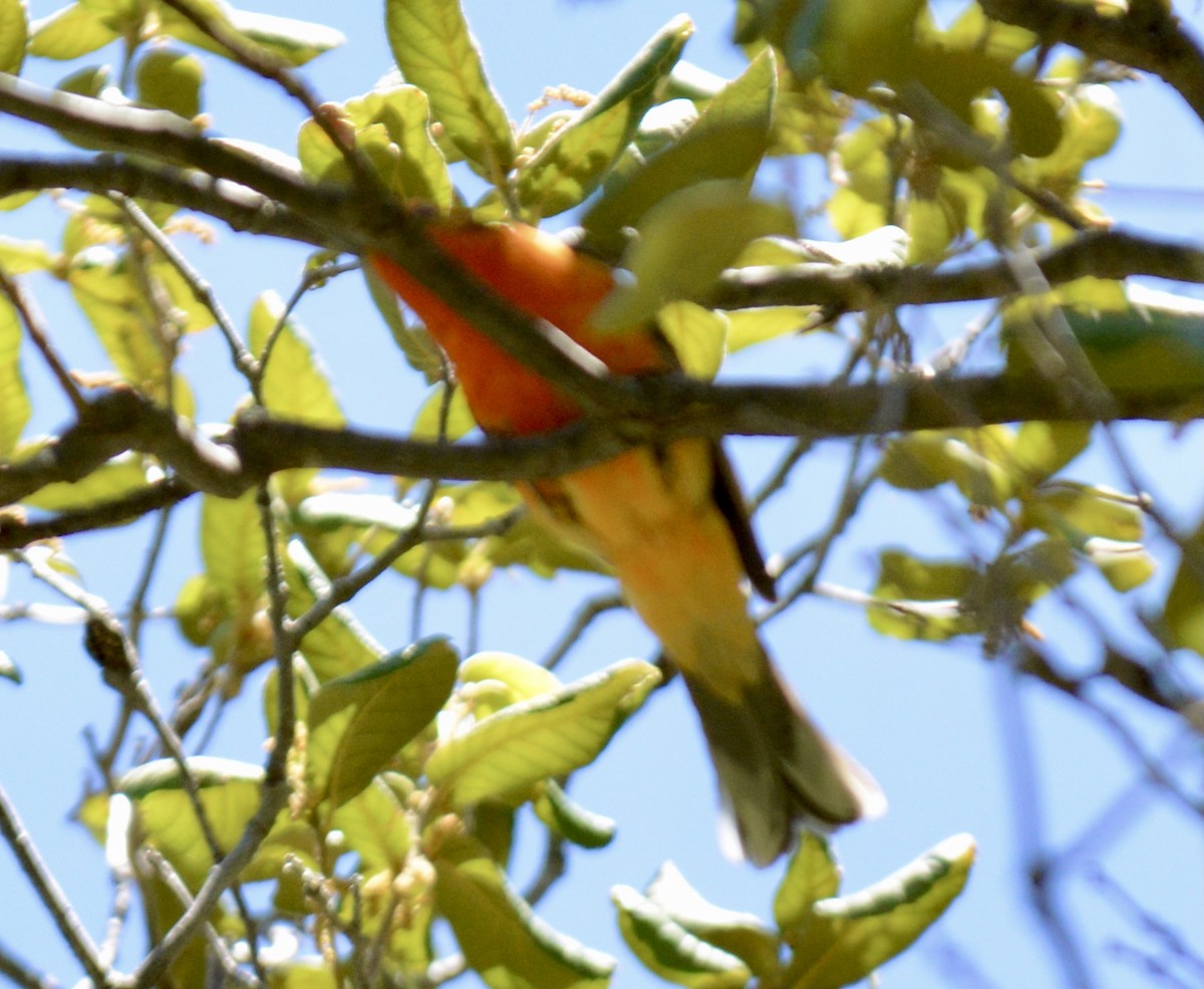 Flame-colored Tanager - ML338655381