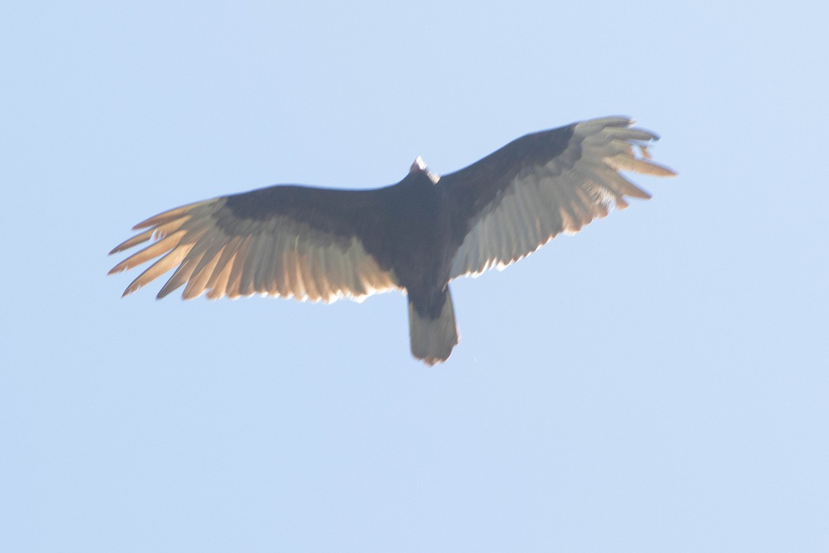 Turkey Vulture - ML338656551
