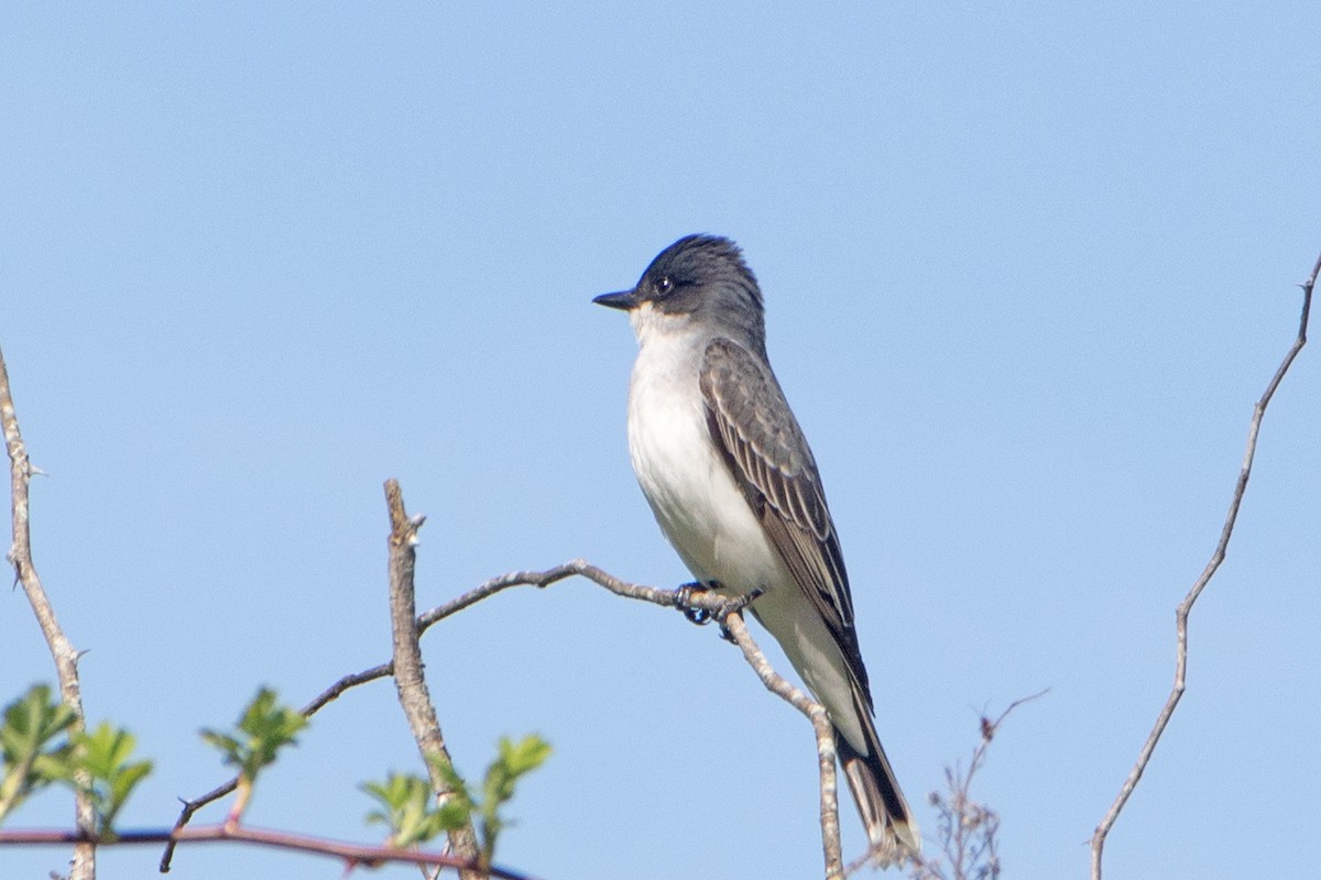 Eastern Kingbird - ML338656781