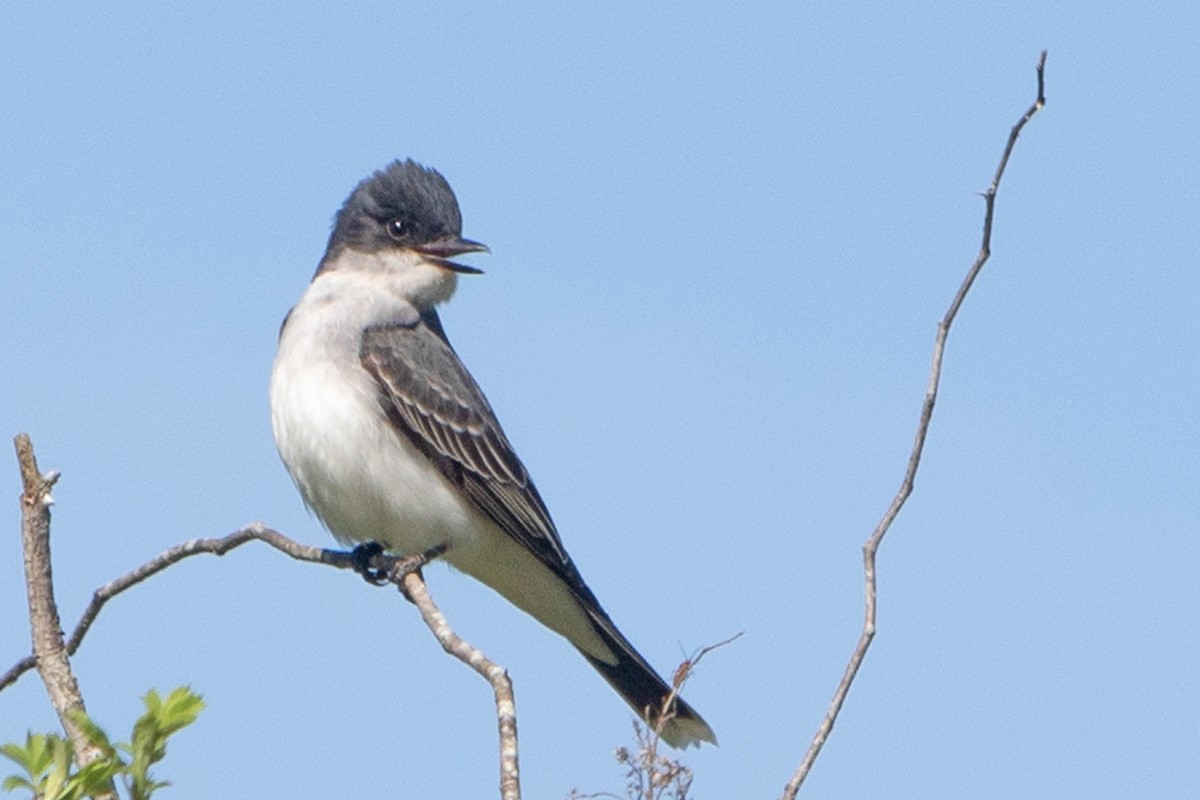 Eastern Kingbird - ML338656801