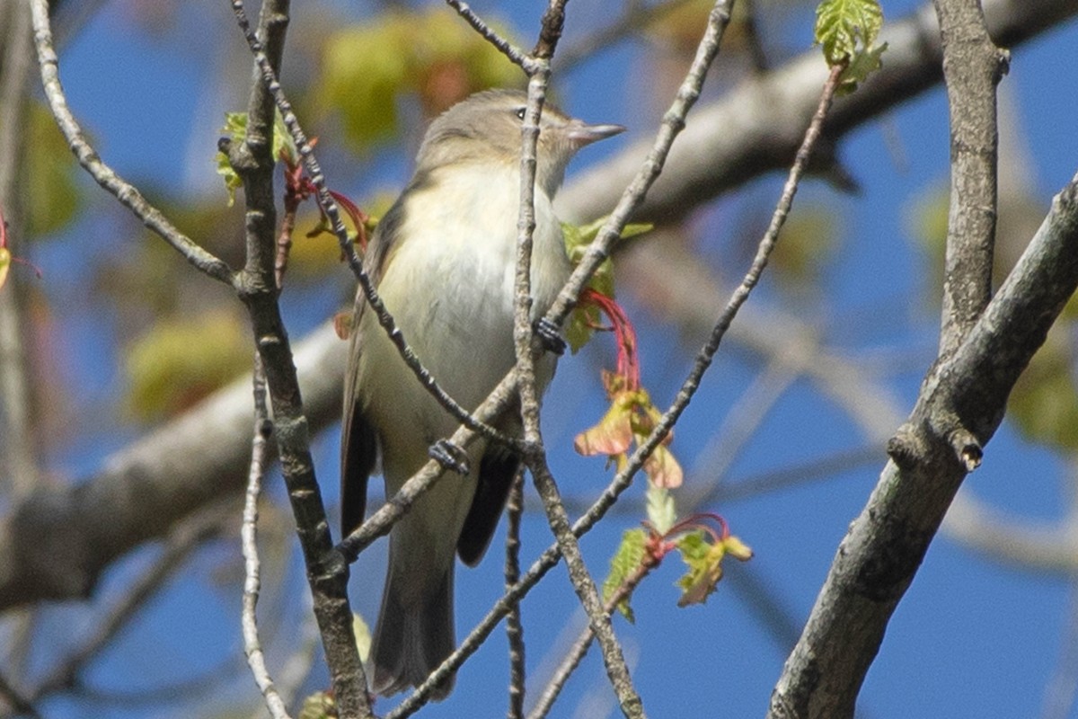 Warbling Vireo - ML338656981