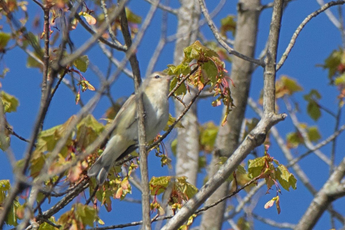 Warbling Vireo - ML338656991