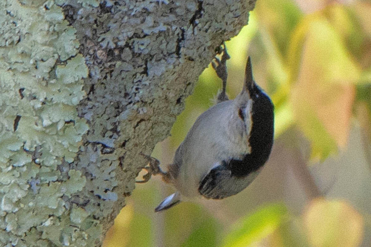 White-breasted Nuthatch - ML338657041