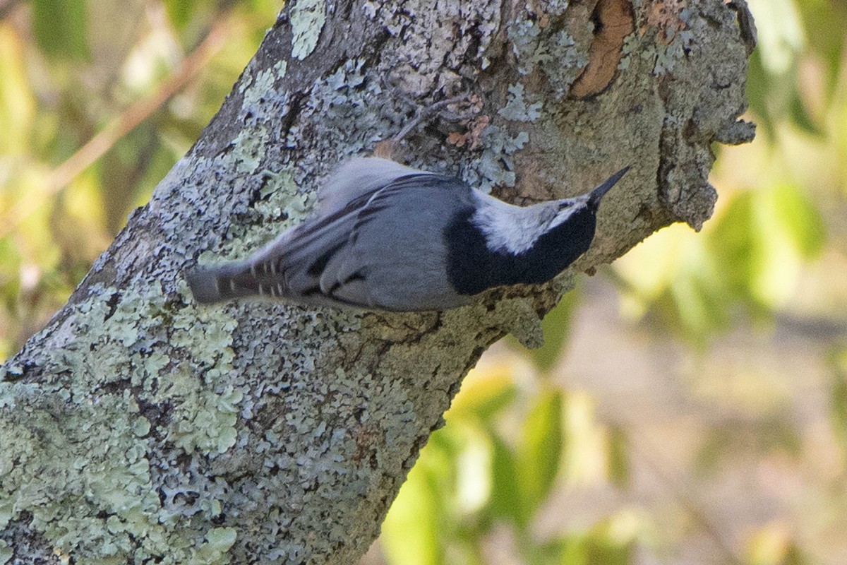 White-breasted Nuthatch - ML338657081