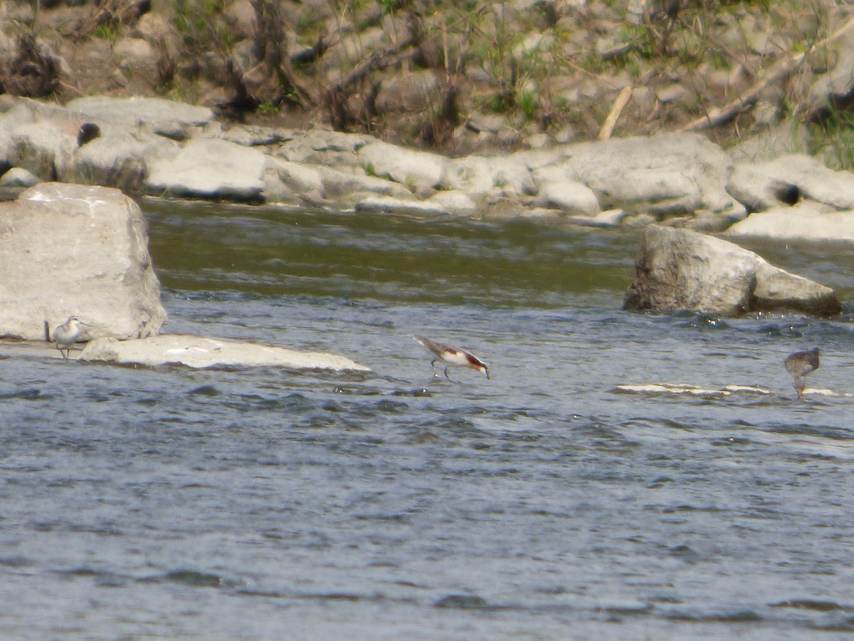 Wilson's Phalarope - ML338657091