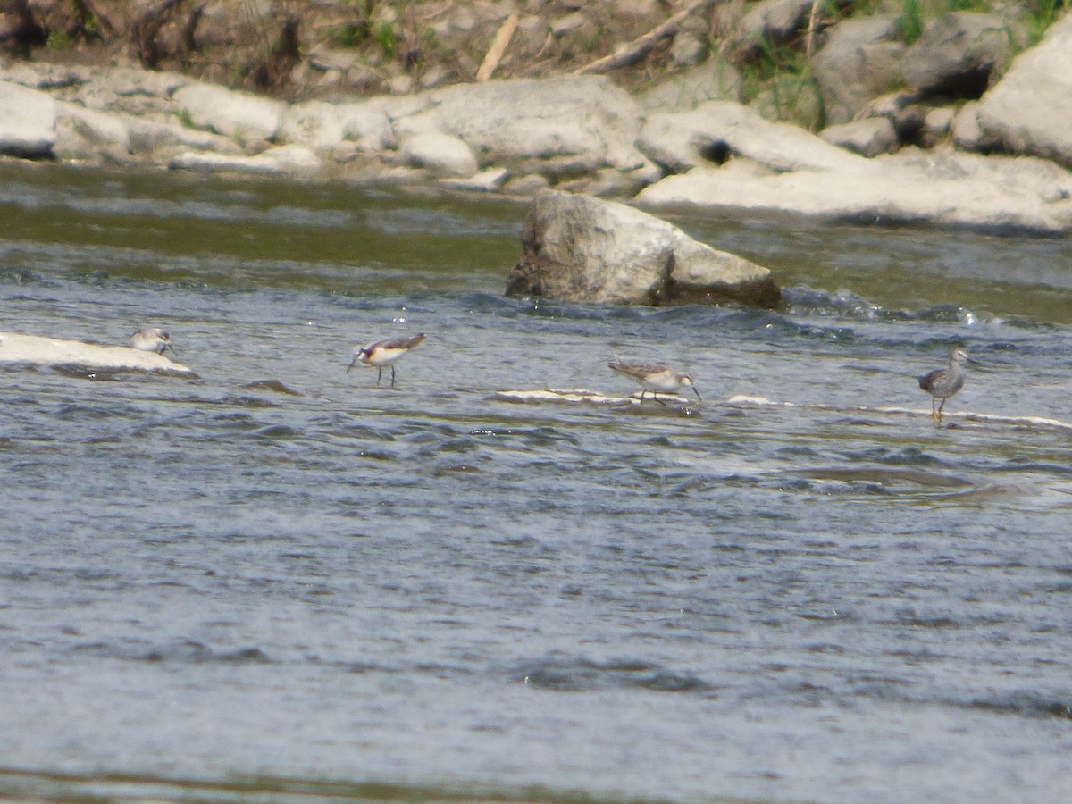 Wilson's Phalarope - ML338657141