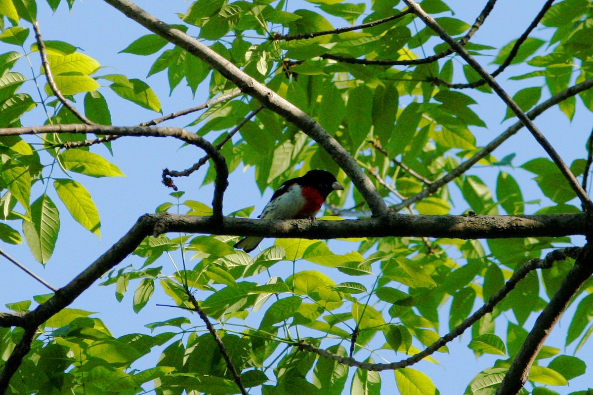 Rose-breasted Grosbeak - ML338657291