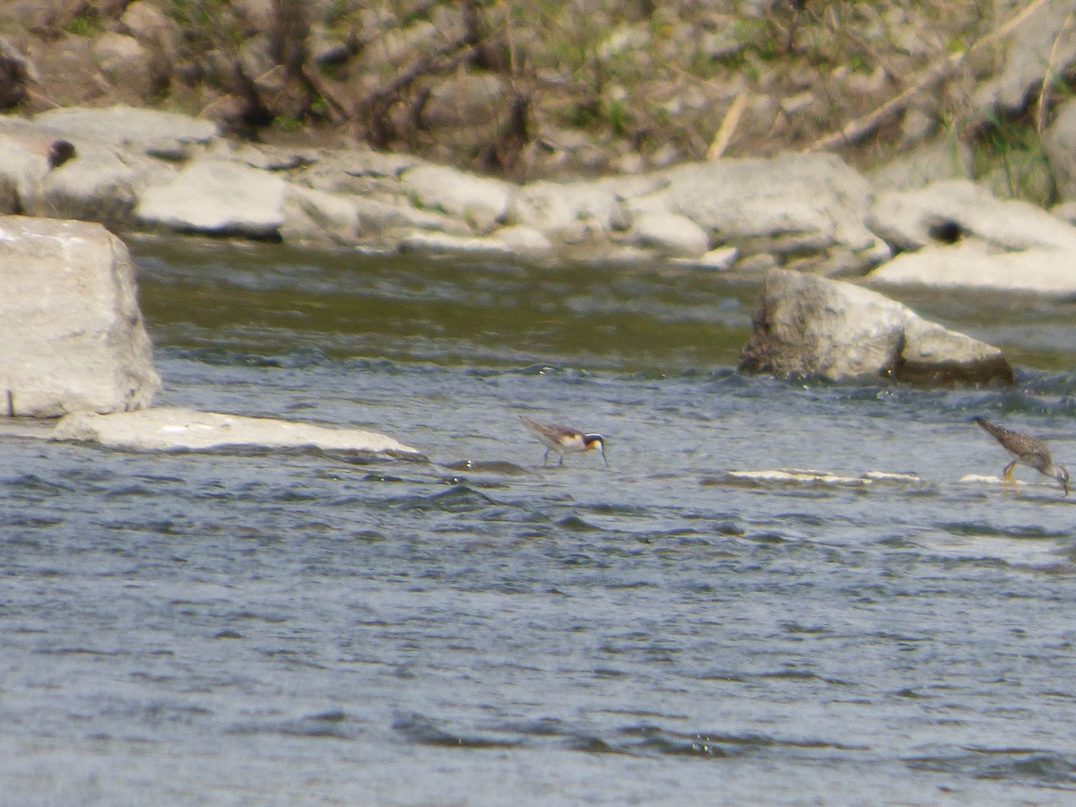 Wilson's Phalarope - ML338657311