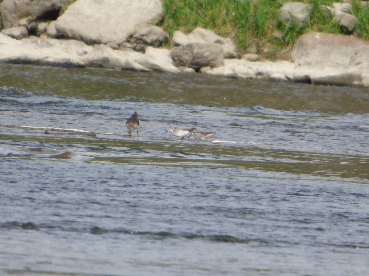 Wilson's Phalarope - ML338657331