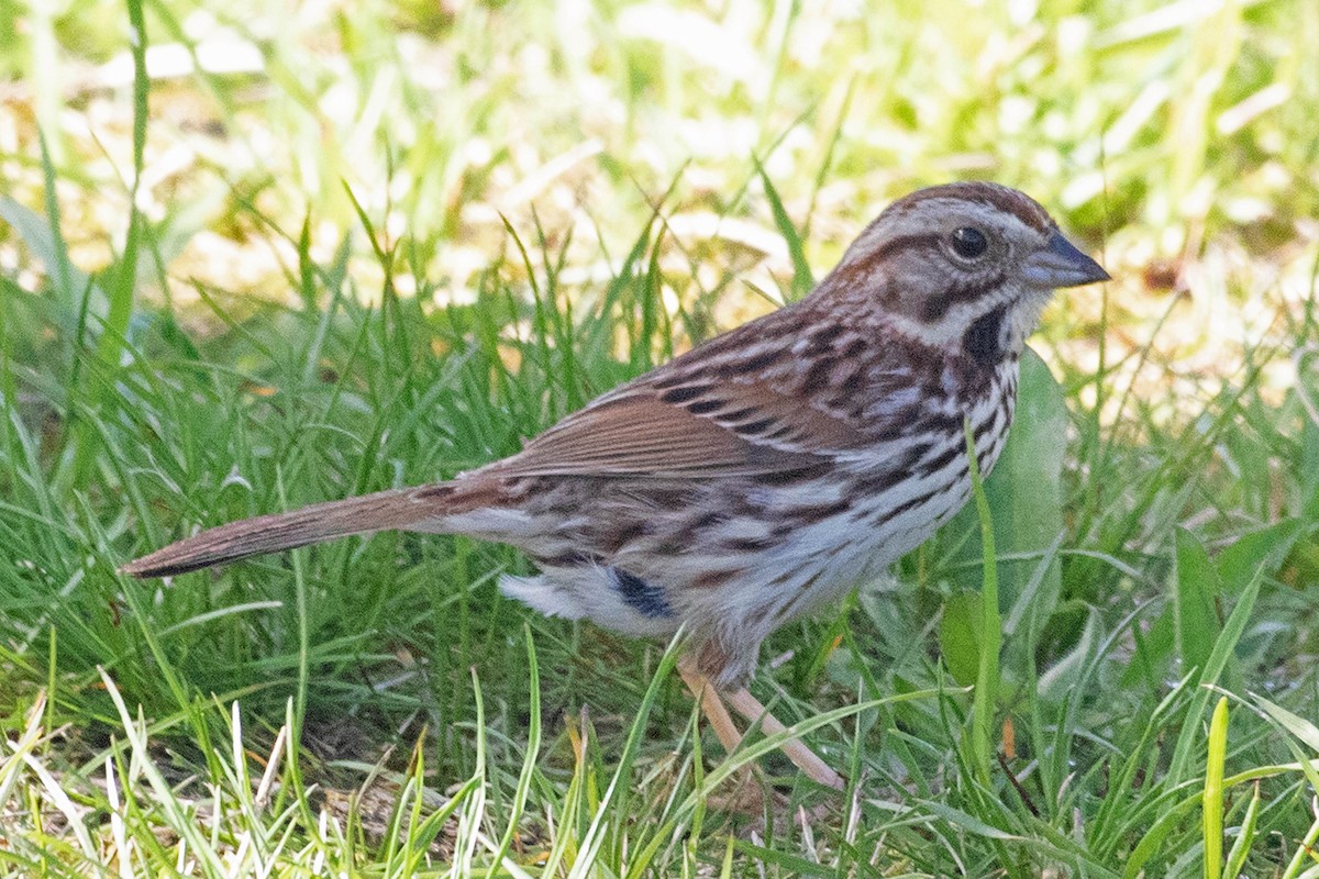 Song Sparrow - ML338657461