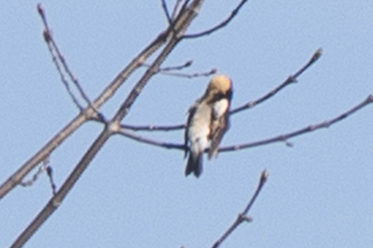 Bobolink - ML338657471