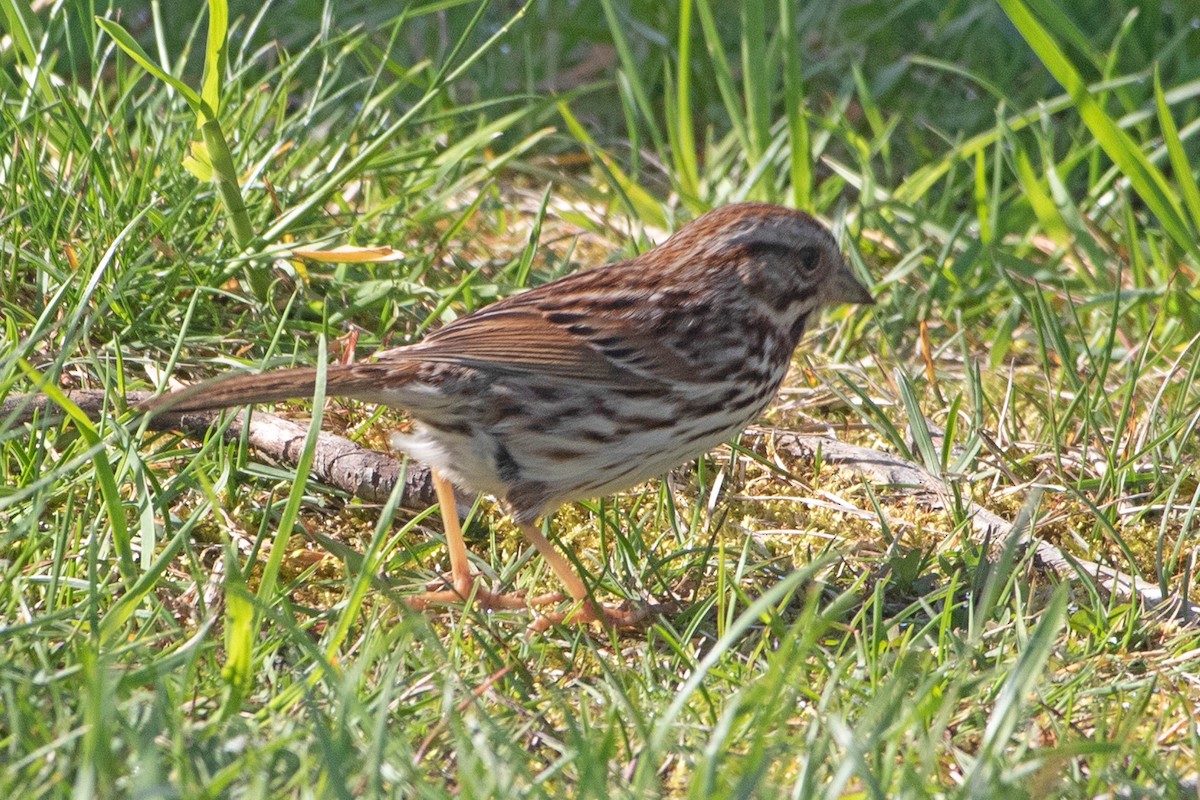 Song Sparrow - ML338657481