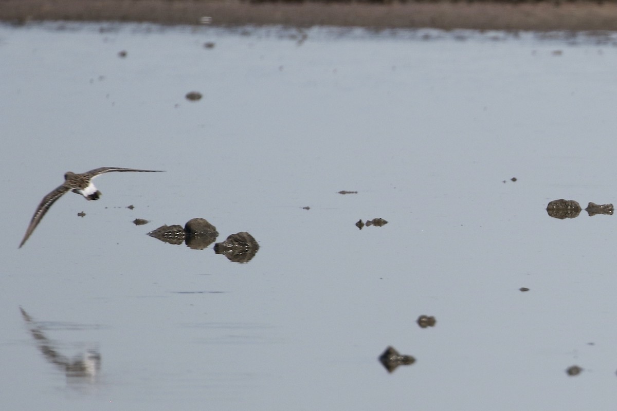 White-rumped Sandpiper - ML338657621