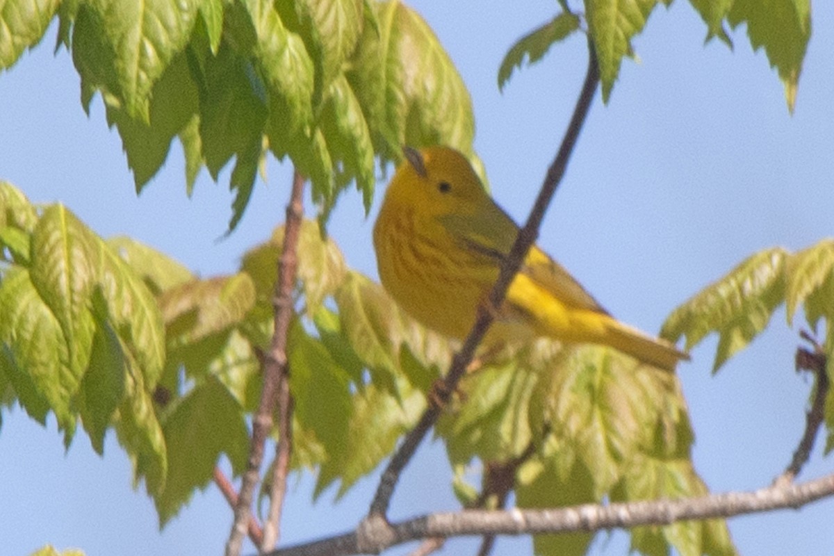 Yellow Warbler - ML338657681
