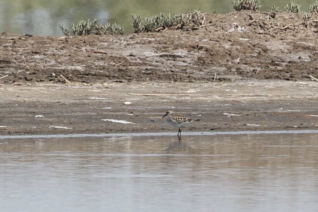 White-rumped Sandpiper - ML338657851