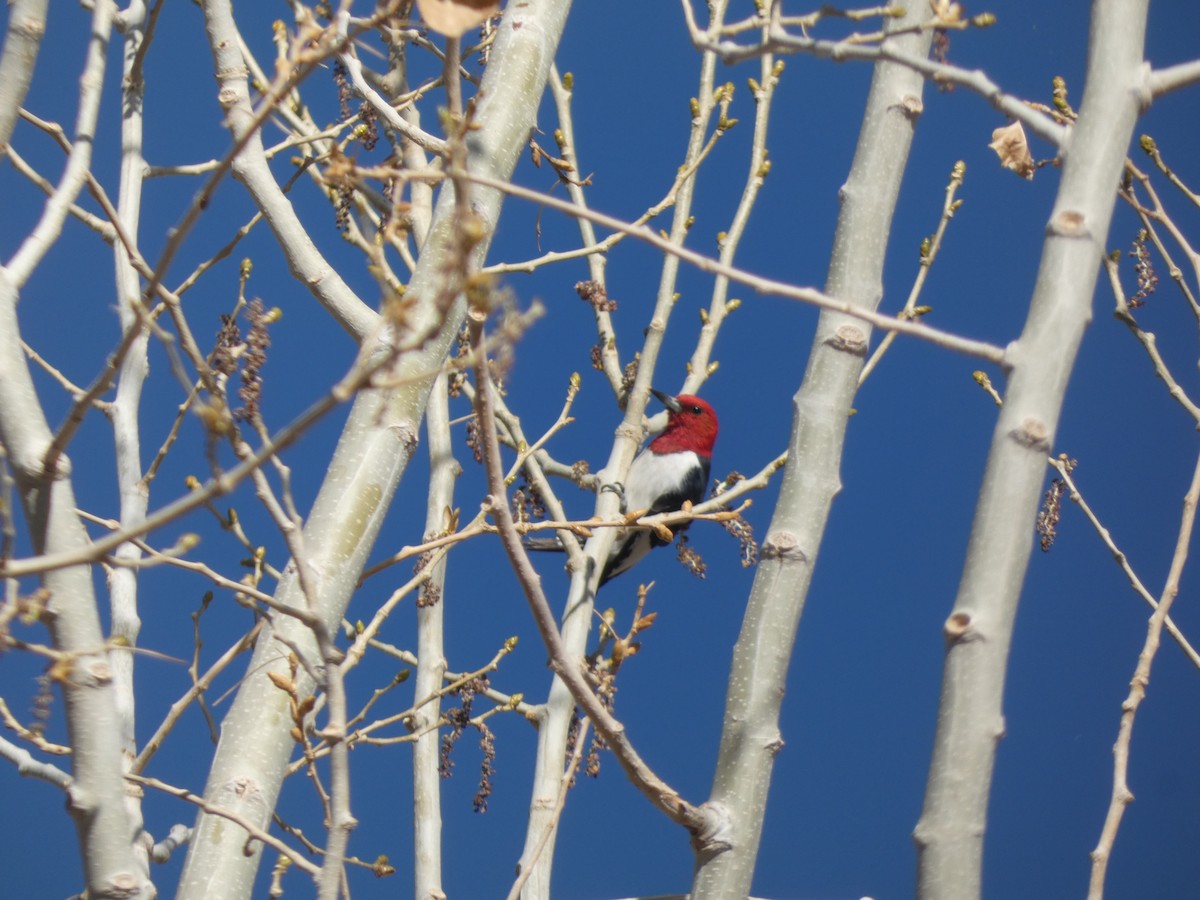 Red-headed Woodpecker - Adrian Hinkle