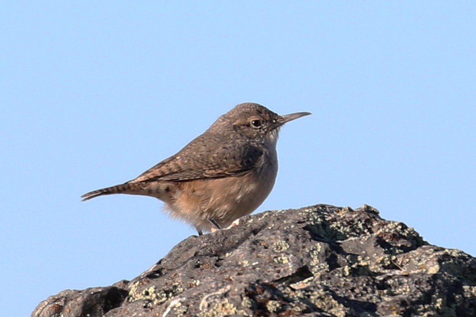 Rock Wren - ML338658781