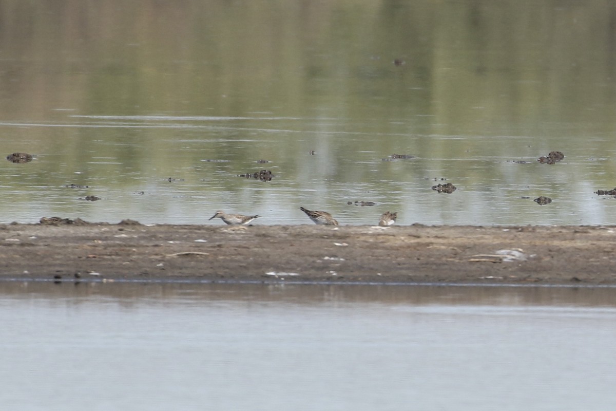 Weißbürzel-Strandläufer - ML338658881