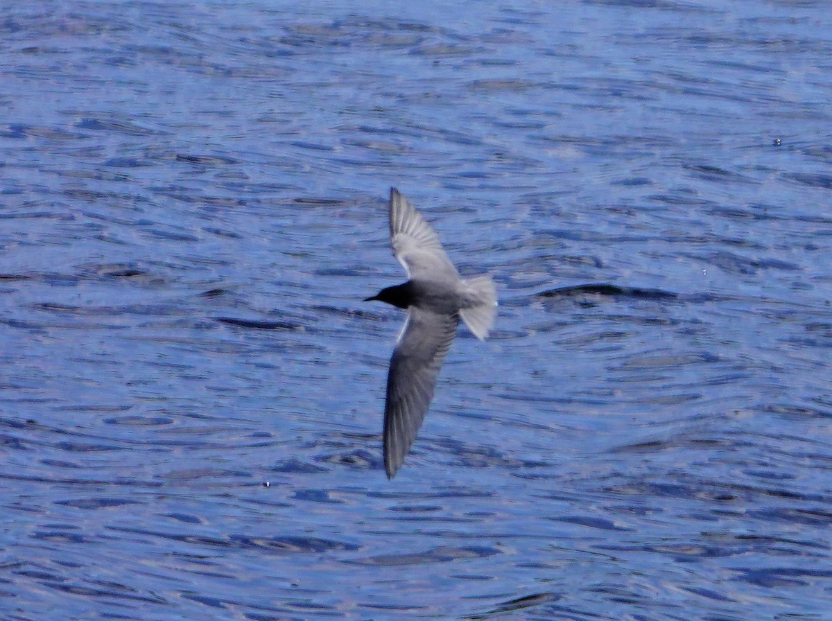 Black Tern - Mike Mayer