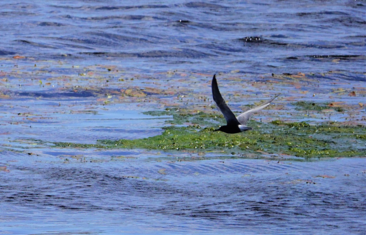 Black Tern - ML338659111