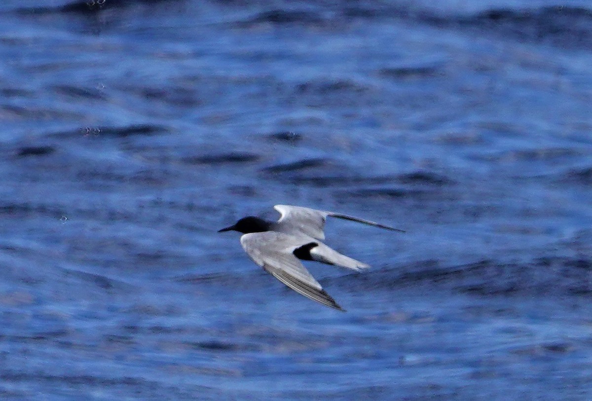 Black Tern - Mike Mayer