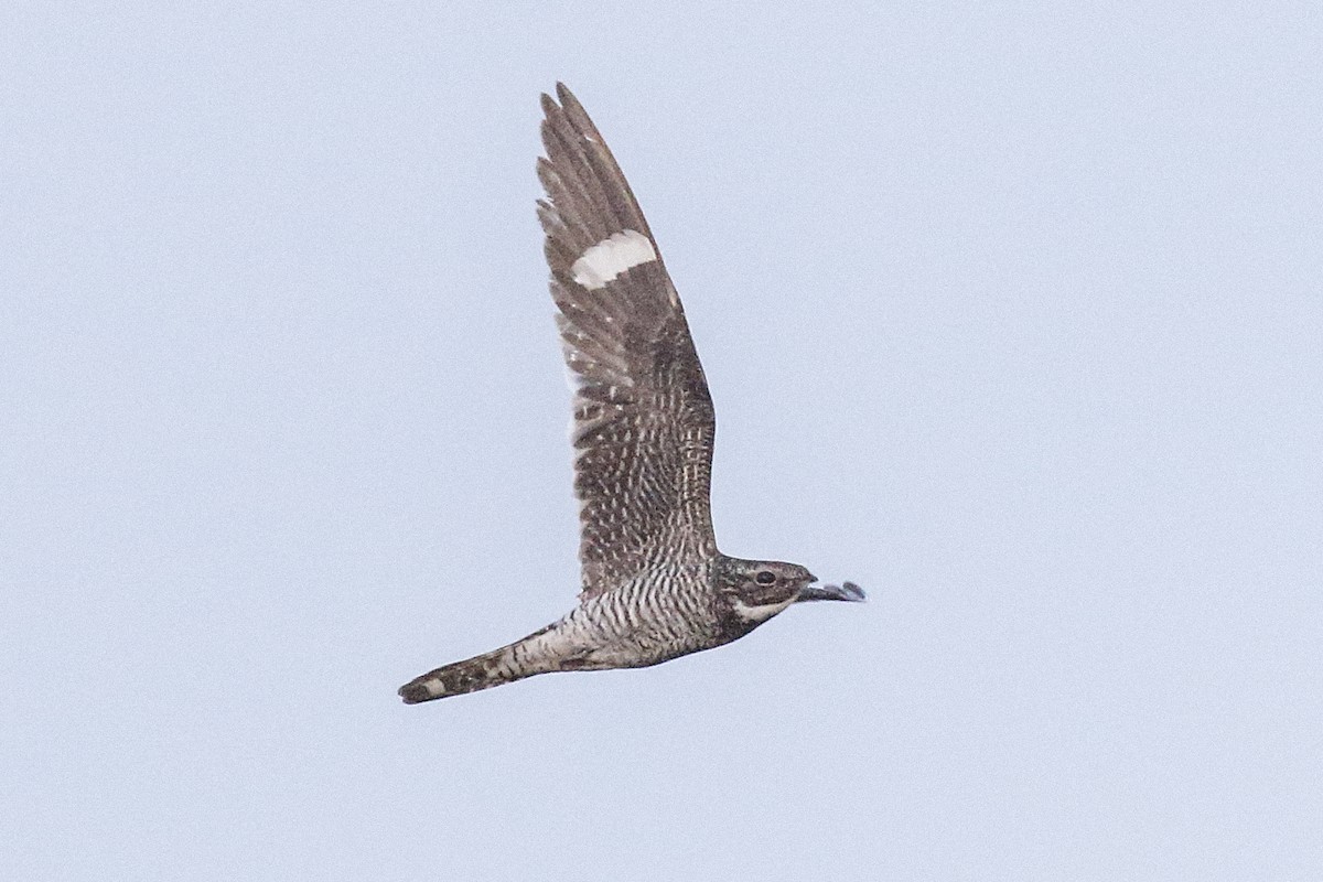 Common Nighthawk - ML338660141