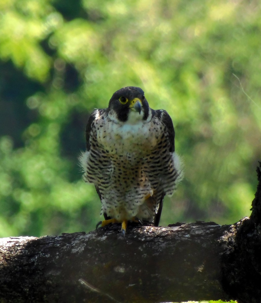 Peregrine Falcon (African) - ML33866031
