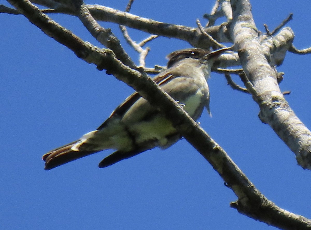 Olive-sided Flycatcher - Claire Sullivan