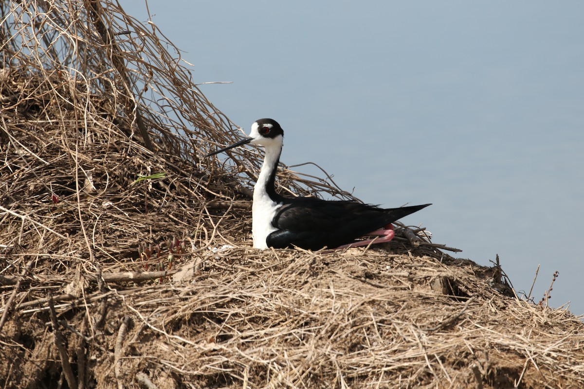 Black-necked Stilt - John van Dort