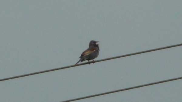 Blue Grosbeak - ML33866191