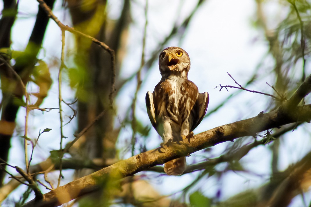 Ferruginous Pygmy-Owl - ML338664601