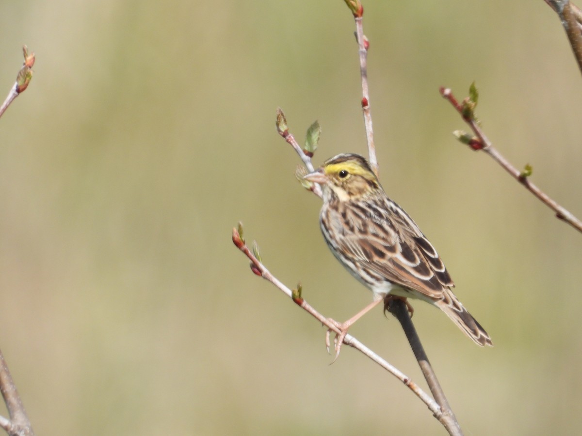 Savannah Sparrow - ML338666241